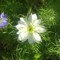 ニゲラが咲きました😉「庭の植物2」のアルバム-みんなの趣味の園芸2671853