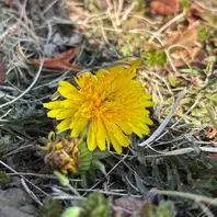 朝、開きかけのたんぽぽ。「川 2025.2.15〜」のアルバム-みんなの趣味