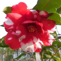 ファイヤーダンス、バー 樹が全体に害「我が家の椿コレクション」の