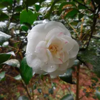 ファイヤーダンス、バー 樹が全体に害「我が家の椿コレクション」の