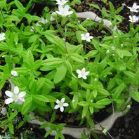 キバナアツモリソウ？「お気に入りの1枚 山野草編」のアルバム