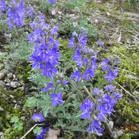 キバナアツモリソウ？「お気に入りの1枚 山野草編」のアルバム