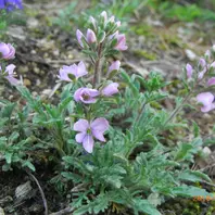 キバナアツモリソウ？「お気に入りの1枚 山野草編」のアルバム