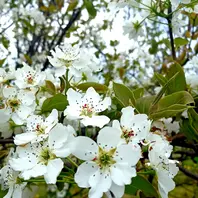 真っ白な梨の花が満開でした。いつも「散歩道の風景」のアルバム