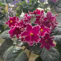AV747-70「セントポーリア」のアルバム-みんなの趣味の園芸2589252