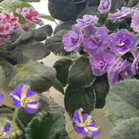 AV747-70「セントポーリア」のアルバム-みんなの趣味の園芸2589252