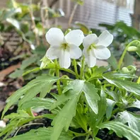 ヒラツカスミレ 白鶴です。並んで2輪「2026年 1〜3月 我が家の草花