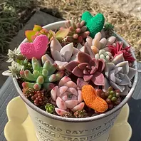 多肉植物の寄せ植え ハートのピック「2026可愛い多肉植物」のアルバム