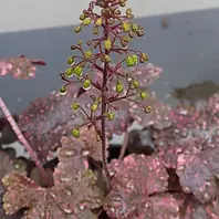 mmiiii様　確認用　ヒューケラ　ミッドナイトローズ ヒューケラ'ミッドナイトローズ'の花芽「2026年」のアルバム