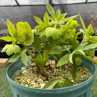 原種シクロフィルス原種にしては巨大花「2026年クリスマスローズ