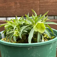 原種デュメトラム小輪の花で多花性が魅「2026年クリスマスローズ