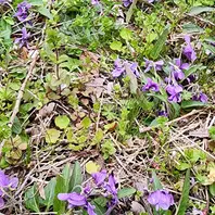 スミレ「山野草」のアルバム-みんなの趣味の園芸2632681