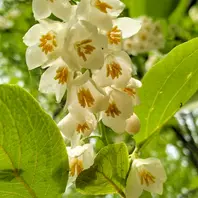公園のハクウンボク(白雲木)の花です「2026(令和8年)」のアルバム