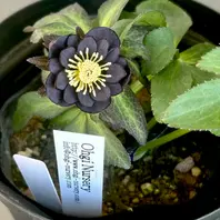 大木ナーサリーさんのデュメ系ホワイト「クリスマスローズ2026」の