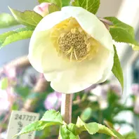 大木ナーサリーさんのデュメ系ホワイト「クリスマスローズ2026」の