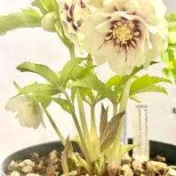 大木ナーサリーさんのデュメ系ホワイト「クリスマスローズ2026」の