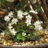 去年、花の終わりのバイカオウレンの苗「山野草」のアルバム