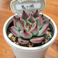 ミックスベリア「お針子さん」花友フェ「多肉植物2026」のアルバム