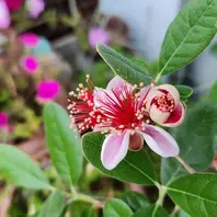 フェイジョアの花が咲き始めました「果樹2026」のアルバム-みんなの