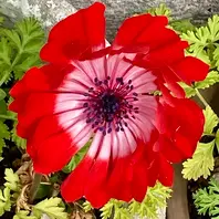 赤い八重咲きの花 八重咲きアネモネ。赤・ピンク・白の花「2026年4〜6月」のアルバム