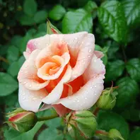 4月30日カラメラ「2026年度の我が家の薔薇」のアルバム