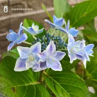 ラグーン。「紫陽花 2026年〜」のアルバム-みんなの趣味の園芸2677141