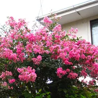 百日紅が二度目の満開です。一度満開を「我が庭の花たち no.2」の