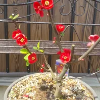 品種：白寿「放春花（ボケの花）」のアルバム-みんなの趣味の園芸150344