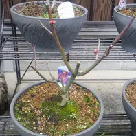 品種：白寿「放春花（ボケの花）」のアルバム-みんなの趣味の園芸150344