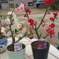 ボケの花植え替え中「放春花（ボケの花）」のアルバム-みんなの趣味の