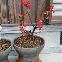 ボケの花植え替え中「放春花（ボケの花）」のアルバム-みんなの趣味の
