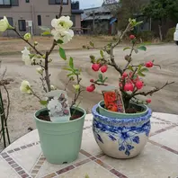 ボケの花植え替え中「放春花（ボケの花）」のアルバム-みんなの趣味の