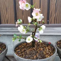 品種：黒潮「放春花（ボケの花）」のアルバム-みんなの趣味の園芸150341