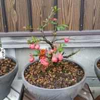 品種：黒潮「放春花（ボケの花）」のアルバム-みんなの趣味の園芸150341