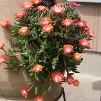 4/16デロスペルマ 砂漠の宝石「多肉植物」のアルバム-みんなの趣味の