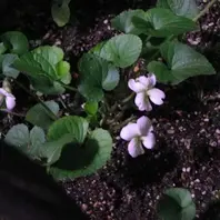 この菫（白い花）の名前は知らないので「可愛いうさぎ耳ビオラ達
