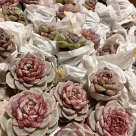 レッドベルベット夏は明るいグリーン「多肉植物」のアルバム