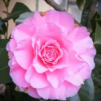 椿、金華美女接ぎ木をしたら白い斑入り「庭の椿・カメリア」の