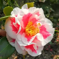 椿、金華美女接ぎ木をしたら白い斑入り「庭の椿・カメリア」の