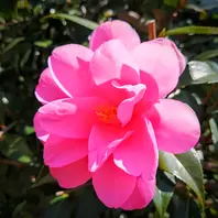 椿、金華美女接ぎ木をしたら白い斑入り「庭の椿・カメリア」の