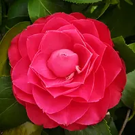 椿、金華美女接ぎ木をしたら白い斑入り「庭の椿・カメリア」の