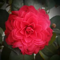 金華美女　椿　鉢底約70cm 金華美女 椿 鉢底約70cm 金華美女 椿 鉢底約70cm 椿の