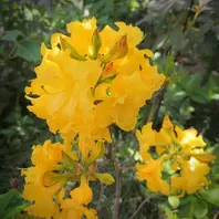 黄色い八重咲きツツジ（信濃つつじ・銀河）「庭の花（椿・カメリア