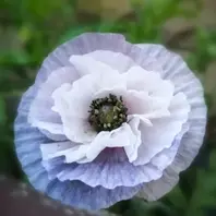 ケシ（アメージンググレイ）芥子ポピー「庭の花（椿・カメリア、バラ