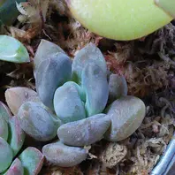 センペルビウム、ミセスジョセフィー。「多肉植物その他」のアルバム