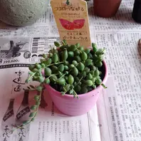 センペルビウム、ミセスジョセフィー。「多肉植物その他」のアルバム