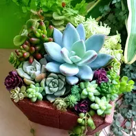 多肉植物の寄せ植えアロマティカスの良「多肉植物の寄せ植え」の