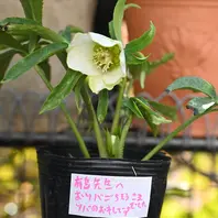 曽田園芸さんのグリーンリップ〔写真3枚目〕-有島 薫さんの日記