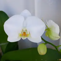 ♡開花中♡DD多弁ホワイト整形花　横向き充実株 胡蝶蘭の2輪目開花 今回は4輪です〔写真1枚目〕-うめさんの日記