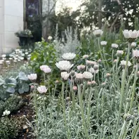 春のホワイトガーデン〔写真2枚目〕-天野麻里絵さんの日記｜みんなの